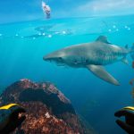 Makoa Shelf, Subside's New Expansion, Is A Must-Own Experience On PlayStation VR2 and PC VR